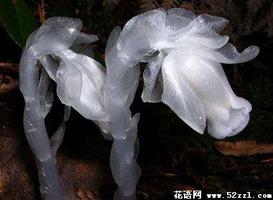 水晶兰的花语是什么？