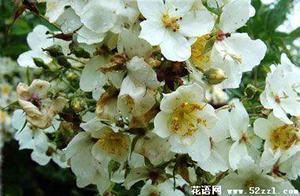 荼蘼花的花语是什么？