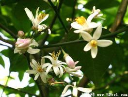 柠檬花的花语是什么?