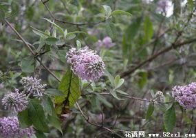 密蒙花的花语是什么？