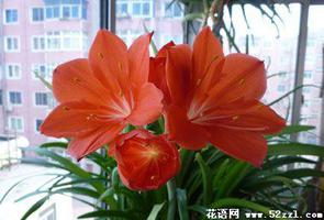 火花兰的花语是什么？