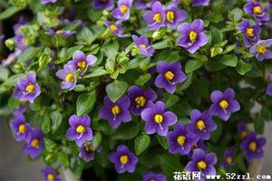 紫芳草的花语是什么？