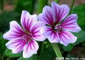 锦葵的花语是什么？