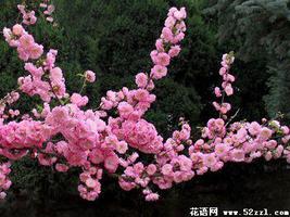 榆叶梅的花语是什么？