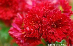 红菊花的花语是什么？