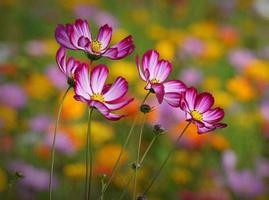 波斯菊的花语是什么？
