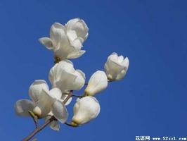 玉兰花花语是什么？
