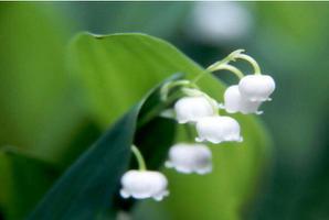 铃兰花花语是什么？
