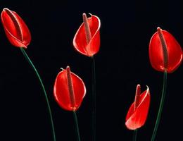 红色马蹄莲的花语是什么？