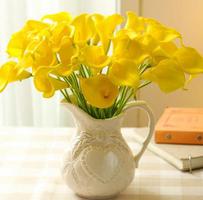 黄色马蹄莲的花语是什么？