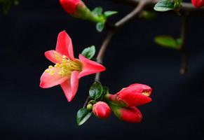 海棠花的花语是什么？