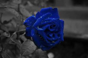 蓝色玫瑰花语,珍贵稀有的爱是什么？