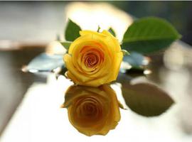 黄玫瑰的花语,纪念我们已逝的爱情是什么？