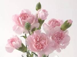 粉红色康乃馨的花语是什么？