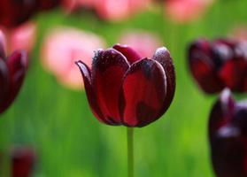 黑色郁金香的花语是什么？