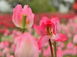 粉色郁金香的花语是什么？