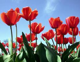 红色<span style='color:red;'>郁金香的花语</span>是什么？
