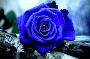 三枝蓝色妖姬的花语是什么？