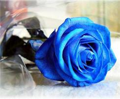 双枝蓝色妖姬的花语是什么？