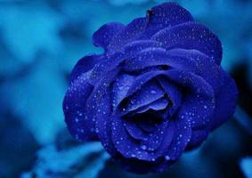 单枝蓝色妖姬的花语是什么？
