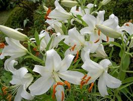 白色百合花的花语是什么？