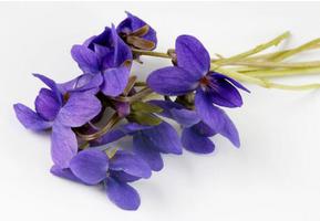 紫色紫罗兰的花语是什么？