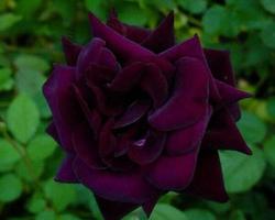 路易十四玫瑰花语,我只钟情你一个是什么？