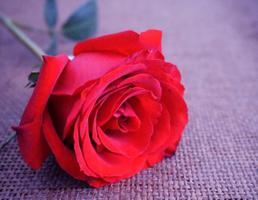 红玫瑰花语,每一天都很爱你是什么？