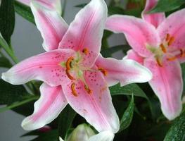 粉色香水百合花语，纯洁而持久的爱是什么？