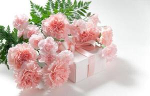 33支粉色康乃馨的花语，对妈妈的深情呼唤(家是最温暖的港湾)是什么？