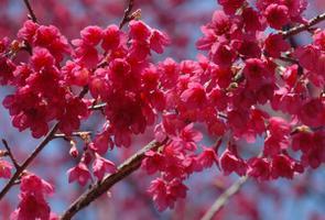 山樱花的花语是什么？