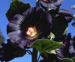 黑色桔梗花的花语：神秘孤独的黑是什么？