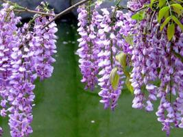 紫藤花的花语，对你执着和沉迷的爱是什么？