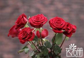 11朵红玫瑰花语，一心一意的爱是什么？