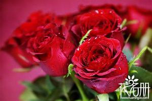 21朵红玫瑰的花语，你是我唯一的最爱是什么？
