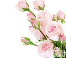 11朵粉色玫瑰花语，11朵粉玫瑰代表什么（我只属于你）是什么？