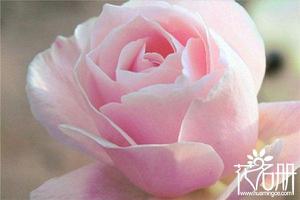 19朵粉玫瑰代表什么，19朵粉玫瑰花语（爱的最高点）是什么？