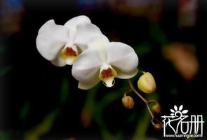 白色蝴蝶兰花语，爱情纯洁友谊珍贵是什么？