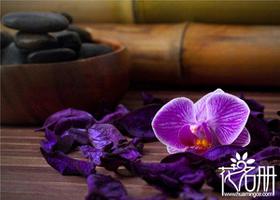 紫色蝴蝶兰花语，幸福渐渐到来是什么？