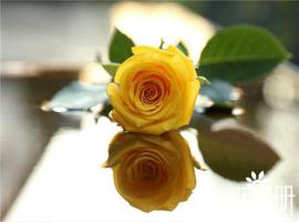 19朵黄玫瑰代表什么意思，19朵黄玫瑰花语（为爱道歉）是什么？