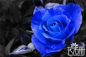 蓝玫瑰花语，送蓝玫瑰代表什么意思是什么？