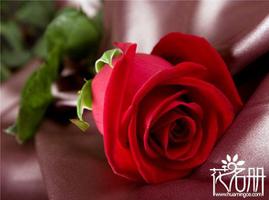 7朵玫瑰代表什么，偷偷爱着你是什么？