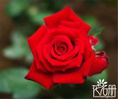 25朵玫瑰花语，祝你幸福是什么？