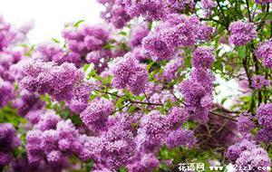 紫丁香的花语是什么？