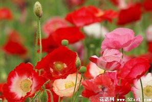 角罂粟花的花语是什么？