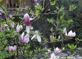 紫玉兰的花语是什么？