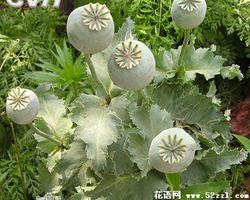 罂粟花的花语是什么？
