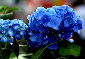 蓝色绣球花花语，浪漫和美满是什么？