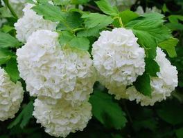 白色绣球花的花语，光明的希望之光是什么？