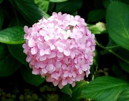 粉色绣球花的花语，期待美好的爱情是什么？